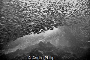 Dance of the sardines by Andre Philip 